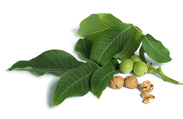 Image showing Walnuts and branch with leaves white isolated