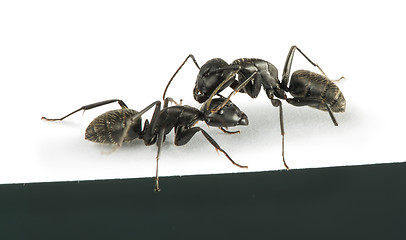 Image showing Black Ants