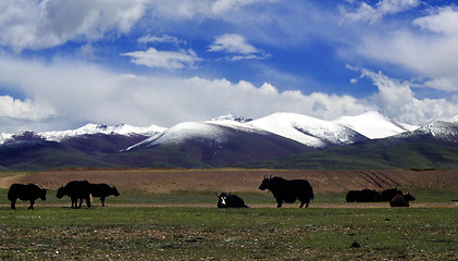 Image showing Grassland