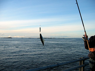 Image showing Fishing on the Atlanticroad