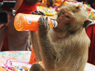 Image showing Thirsty monkey