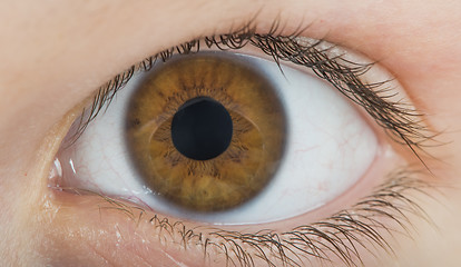 Image showing Human eye brown color