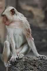 Image showing Monkey