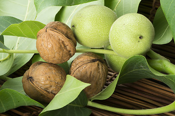 Image showing Green and ripe walnuts. Studio shot