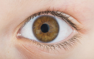 Image showing Human eye brown color