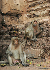 Image showing Monkeys