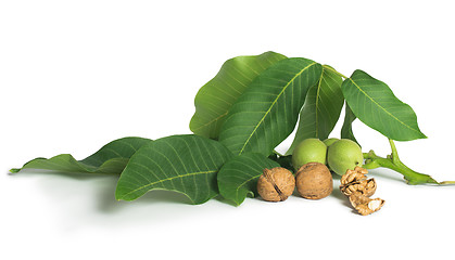 Image showing Walnuts and branch with leaves white isolated