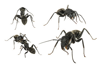 Image showing Black Ants