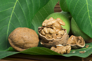 Image showing Green and ripe walnuts. Studio shot