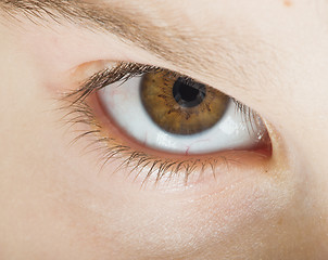 Image showing Human eye brown color