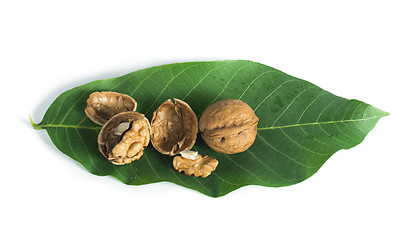 Image showing Walnuts and branch with leaves white isolated