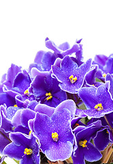 Image showing Beautiful Purple Violet Flowers