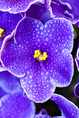 Image showing Beautiful Purple Violet Flowers