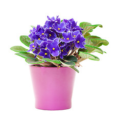 Image showing Beautiful Purple Violet Flowers in flowerpot