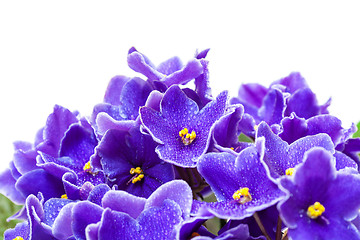 Image showing Beautiful Purple Violet Flowers