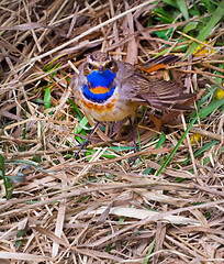 Image showing blue-throated robin