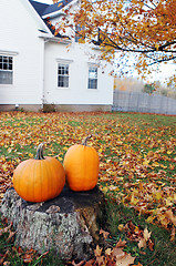 Image showing Pumpkin scenic