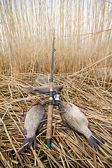 Image showing   crucian carp (Carassius)