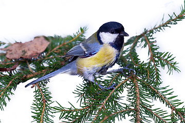 Image showing bright titmouse