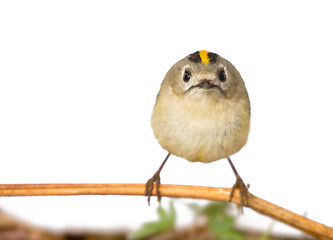 Image showing goldcrest