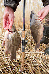 Image showing   crucian carp (Carassius)