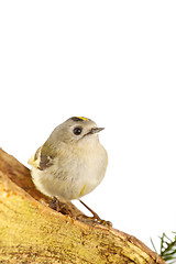 Image showing goldcrest