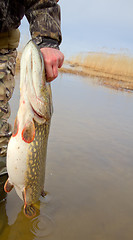 Image showing large pike