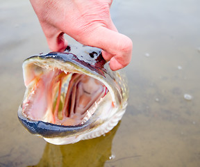 Image showing large pike