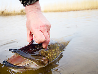 Image showing large pike