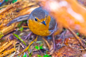 Image showing robin (Erithacus rubecola)