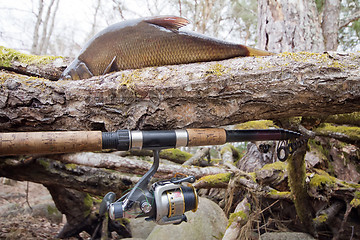 Image showing  bream from the forest lake