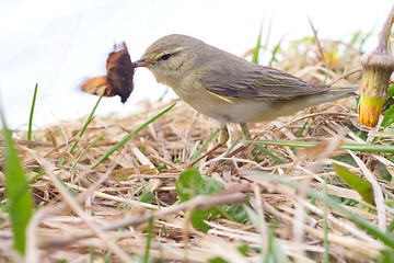 Image showing successful hunting of willow warbler