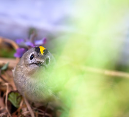 Image showing goldcrest