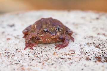 Image showing brown frog