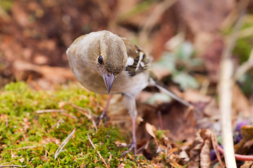 Image showing chaffinch