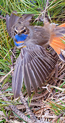 Image showing blue-throated robin