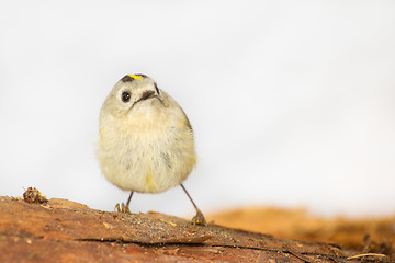 Image showing goldcrest