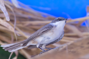 Image showing Eurasian whitethroat