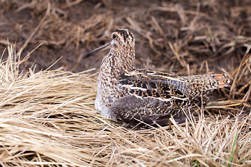 Image showing Common snipe