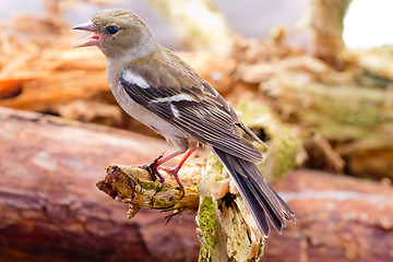 Image showing chaffinch