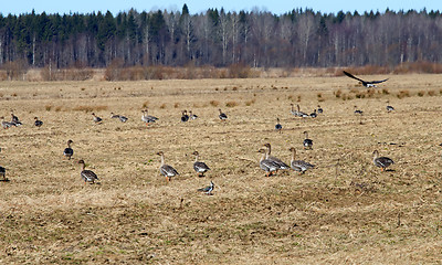 Image showing spring time  of migratory geese