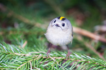 Image showing goldcrest