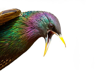 Image showing   starling