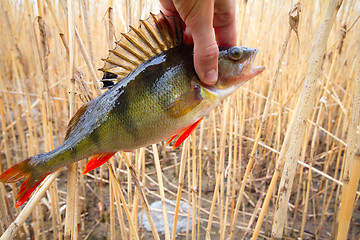 Image showing perch from a cane  thickets