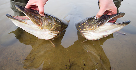 Image showing large pike