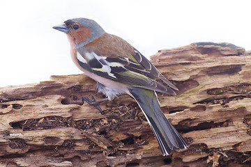 Image showing chaffinch