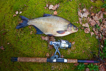 Image showing bream from the far lake