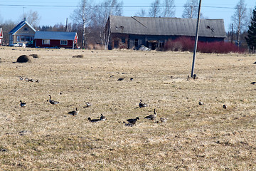 Image showing spring time  of migratory geese