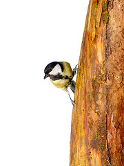 Image showing titmouse