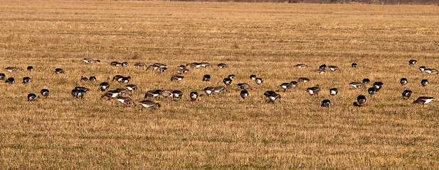 Image showing spring time  of migratory geese